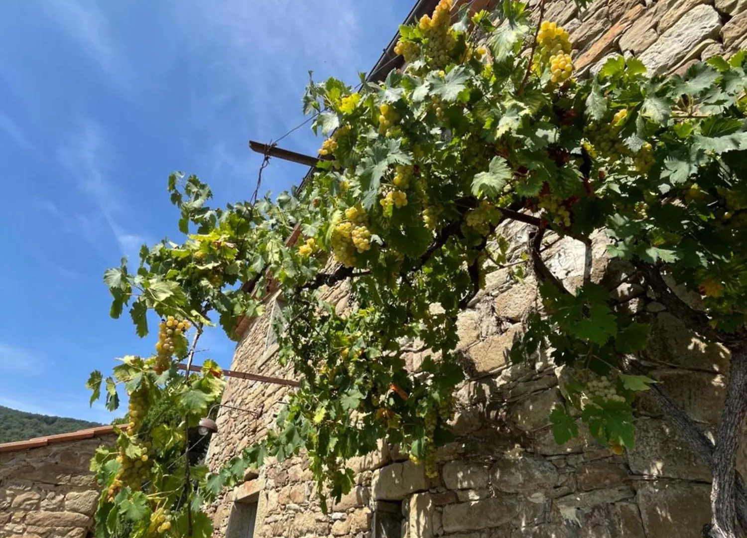 Farm stay Bio Agriturismo Alba Etrusca Di Cortona - Organic Farmhouse- Appartamento Lavanda-Appartamento Rosmarino - Vasca Idromassaggio Esterna Poggioni